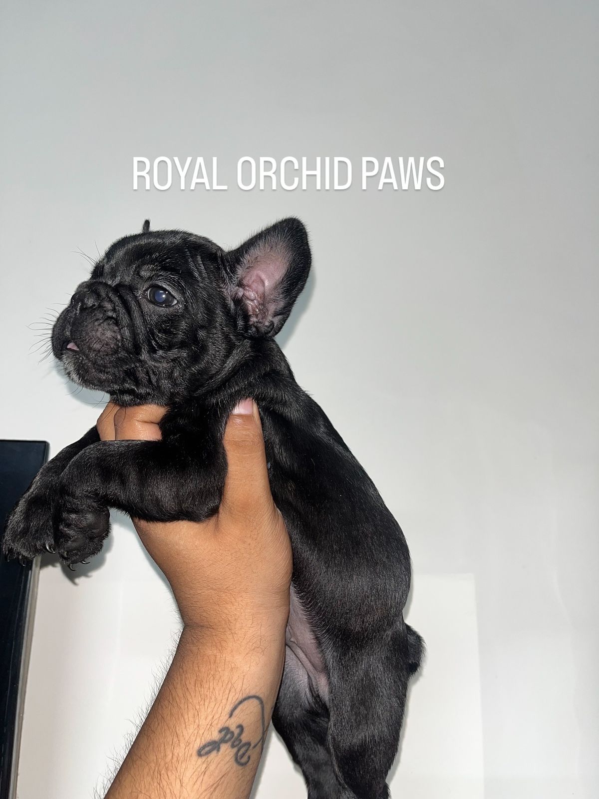 FRENCH BULLDOG puppies from NEW DELHI. Breeder: Suraj Tomar